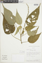 Croton gracilipes image