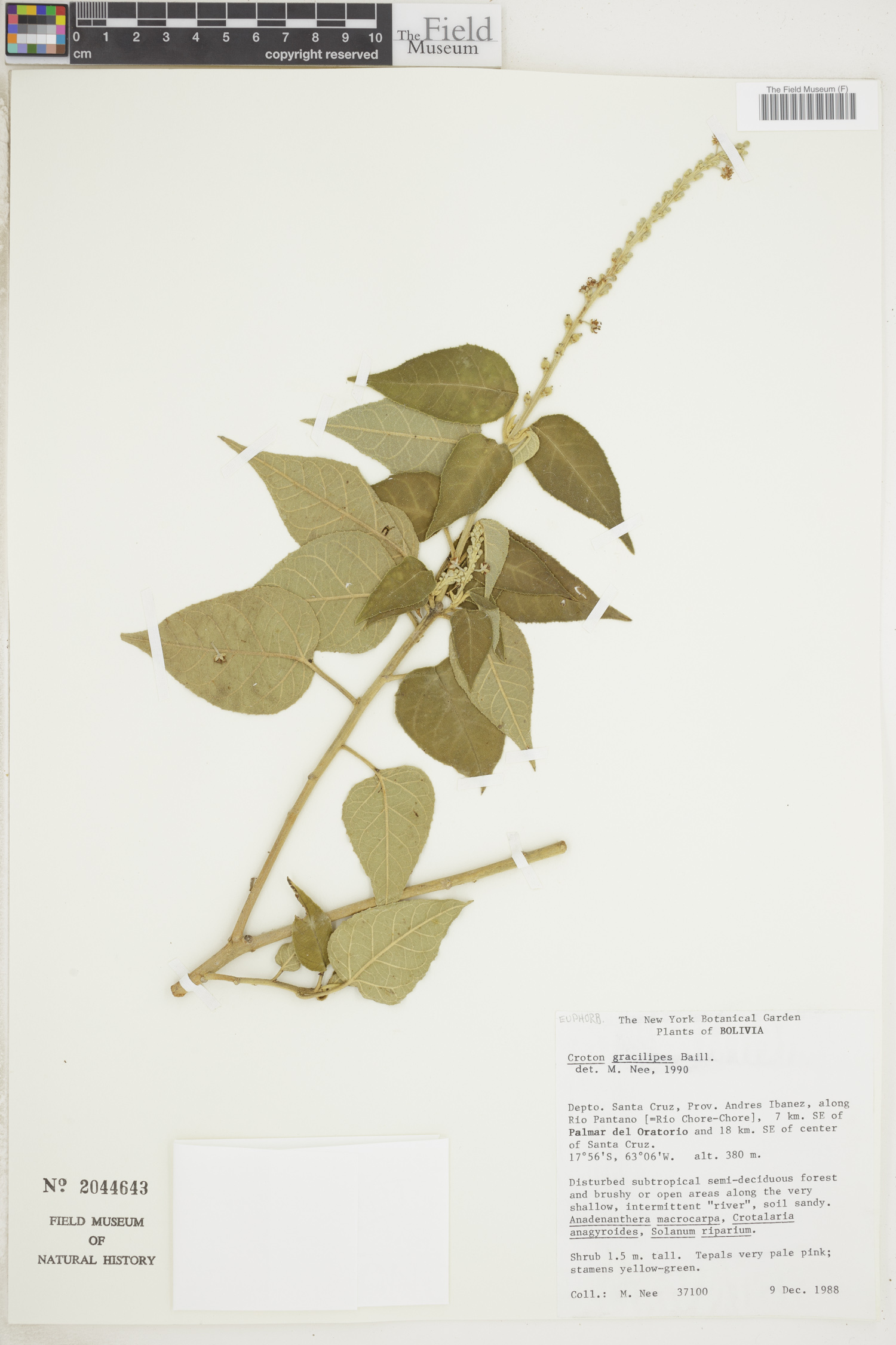 Croton gracilipes image