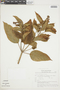 Croton guianensis image
