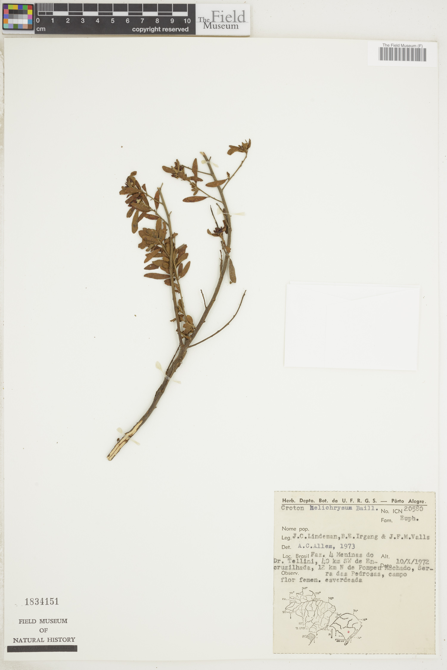 Croton helichrysum image