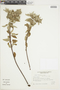 Croton heterodoxus image