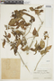 Croton hircinus image