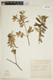 Croton ichthygaster image