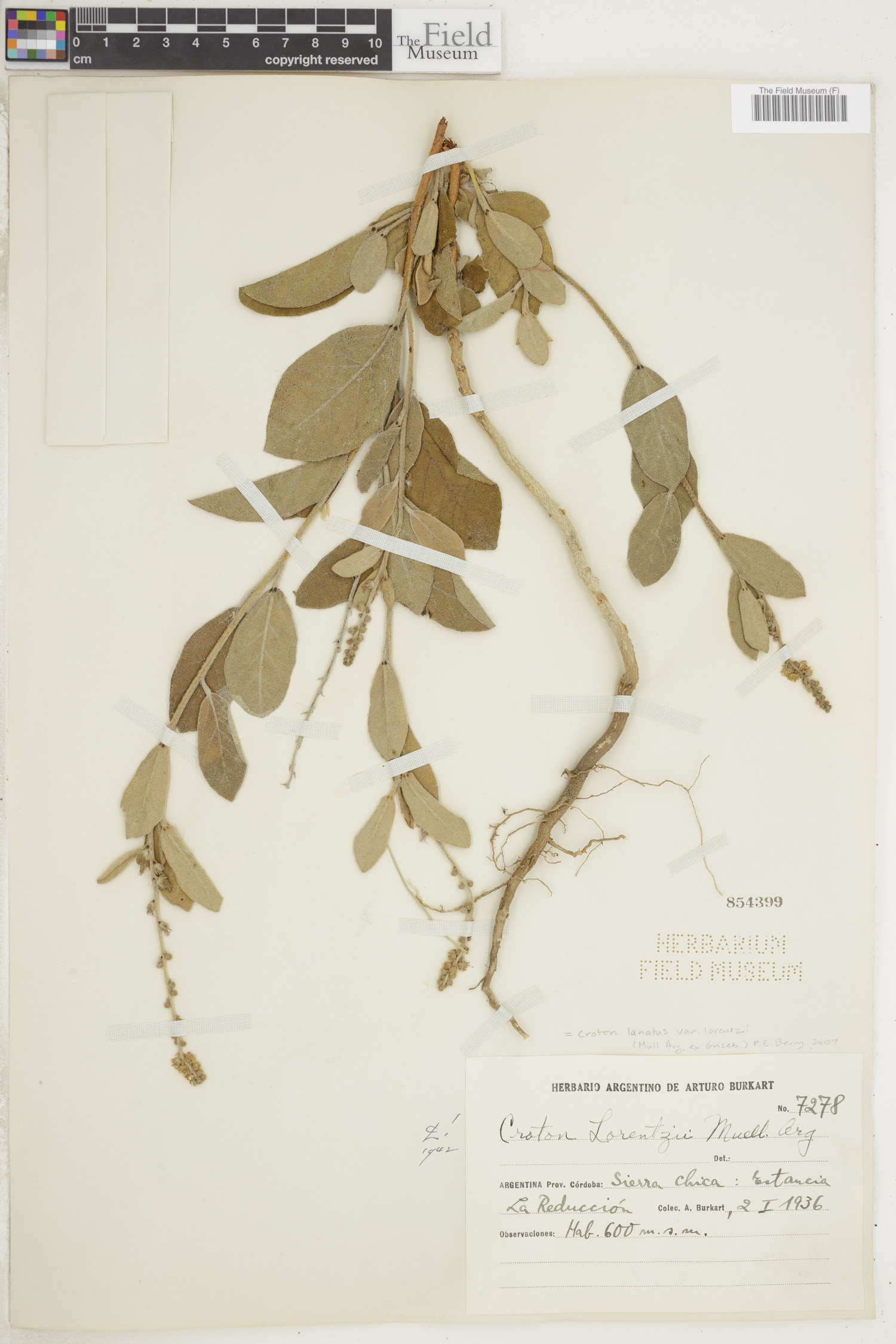 Croton lanatus var. lorentzii image