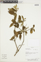 Croton lanatus image