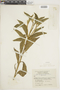 Croton leptostachyus image