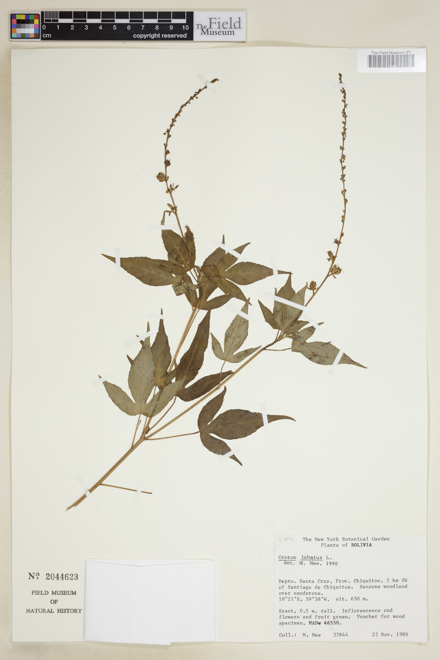 Croton lobatus image