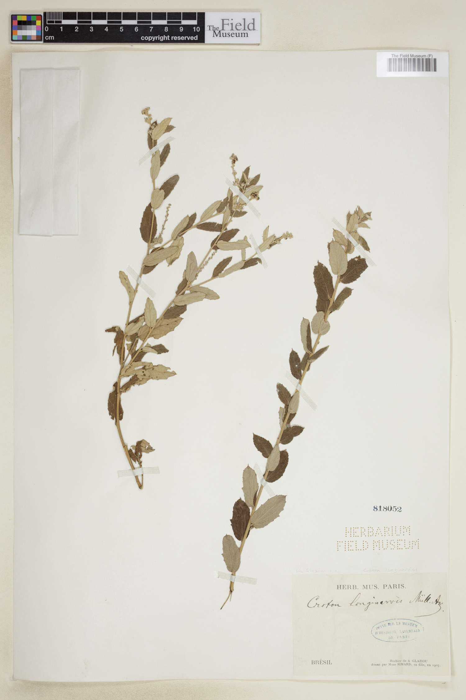 Croton longinervius image