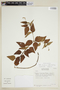 Croton lundianus image