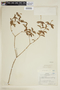 Croton lundianus image