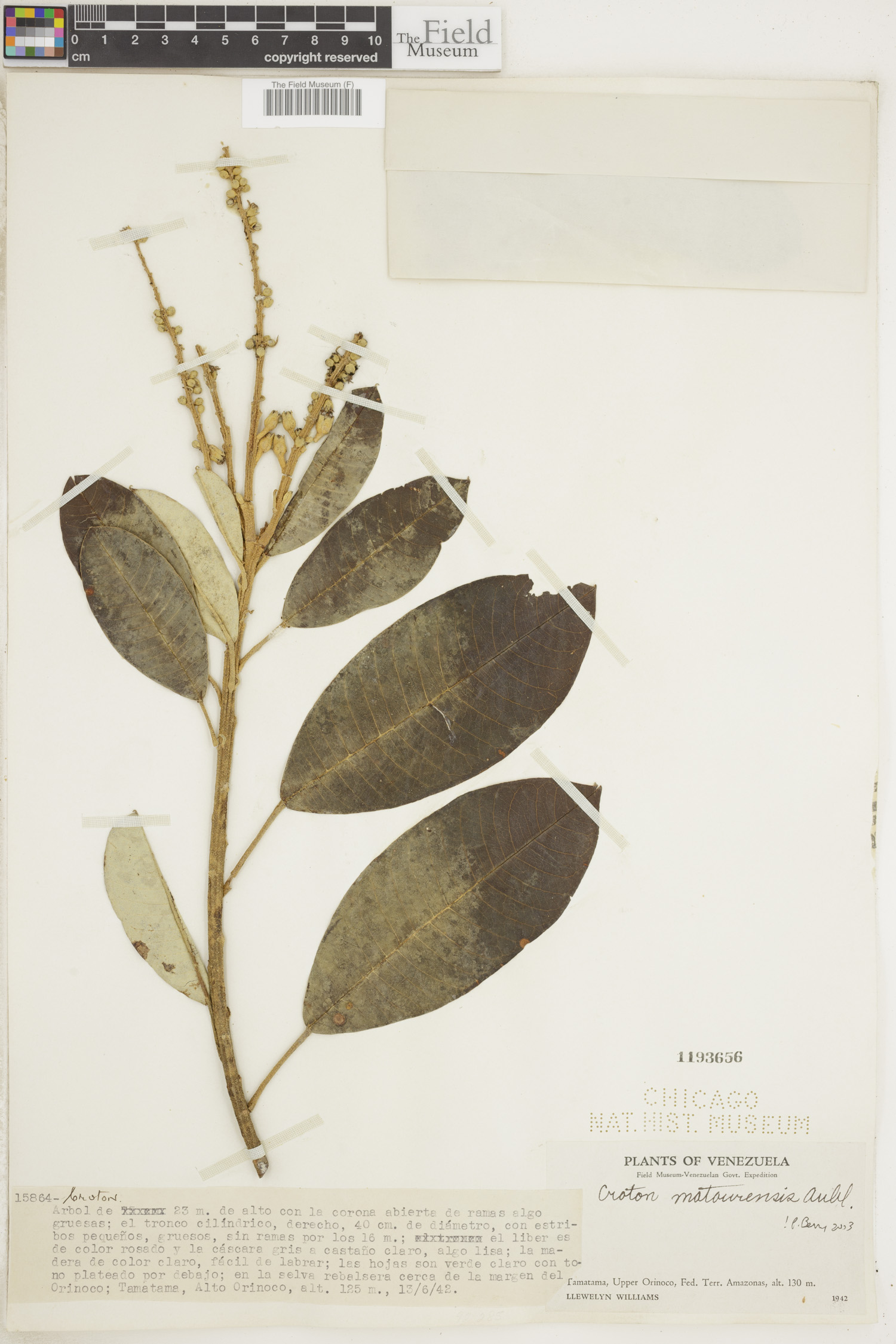 Croton matourensis image