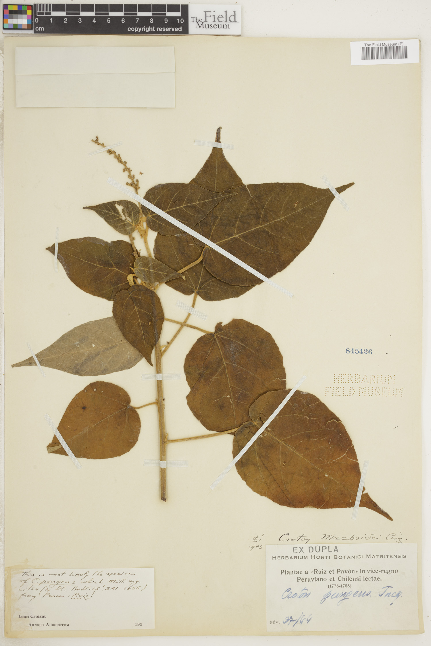 Croton macbridei image