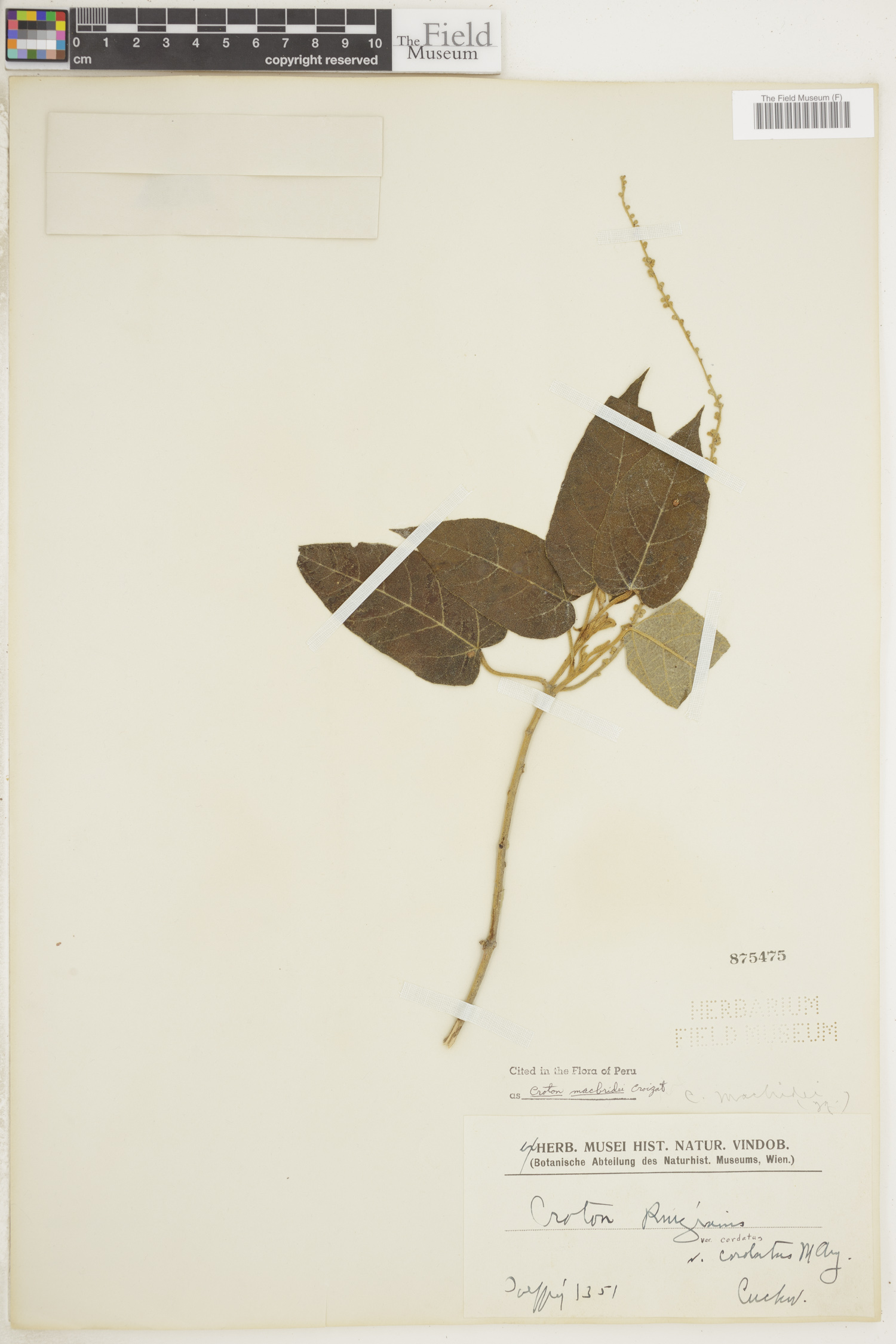 Croton macbridei image