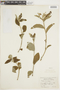 Croton macrostigma image