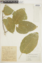 Croton malambo image