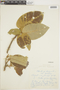 Croton megalodendron image