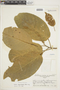 Croton megalodendron image