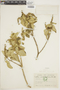 Croton menthodorus image