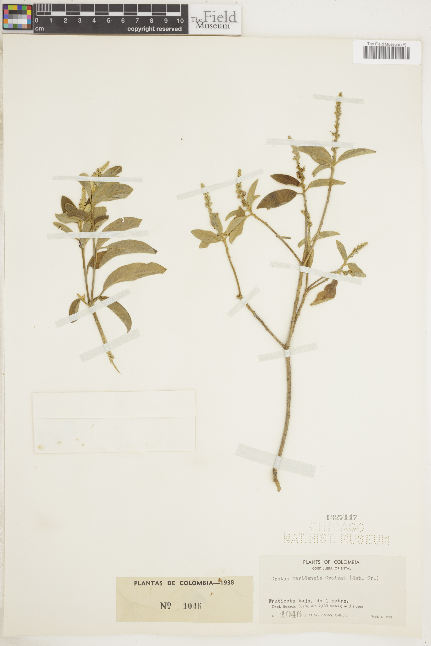 Croton meridensis image
