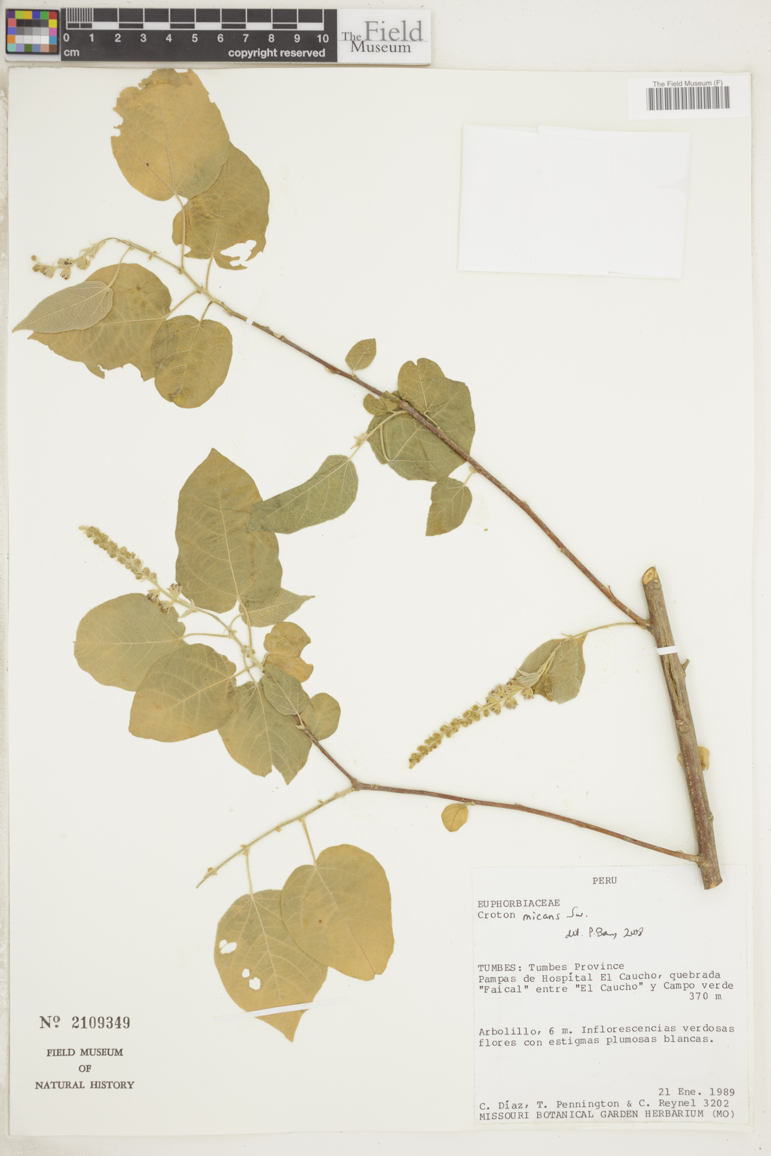 Croton micans image