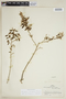 Croton migrans image