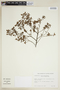 Croton montevidensis image