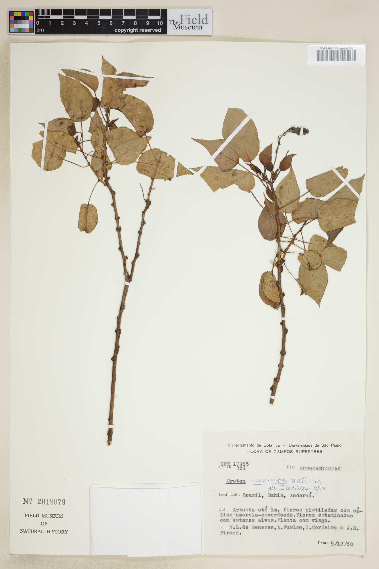 Croton muscicapa image