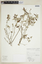Croton myrianthus image