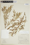 Croton myrianthus image