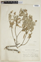 Croton myriodontus image