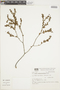 Croton nitrariifolius image