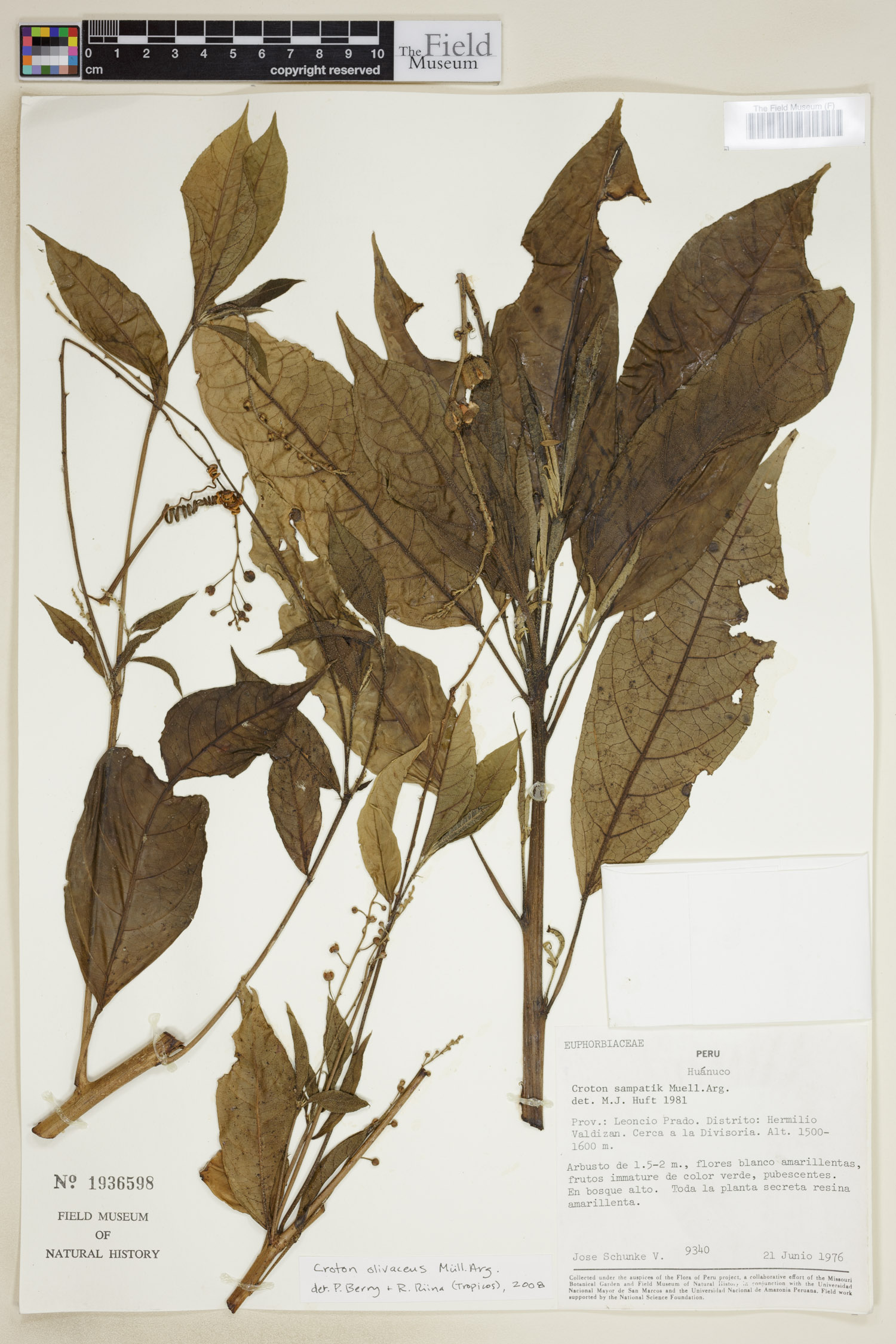 Croton olivaceus image
