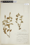 Croton orbignyanus image