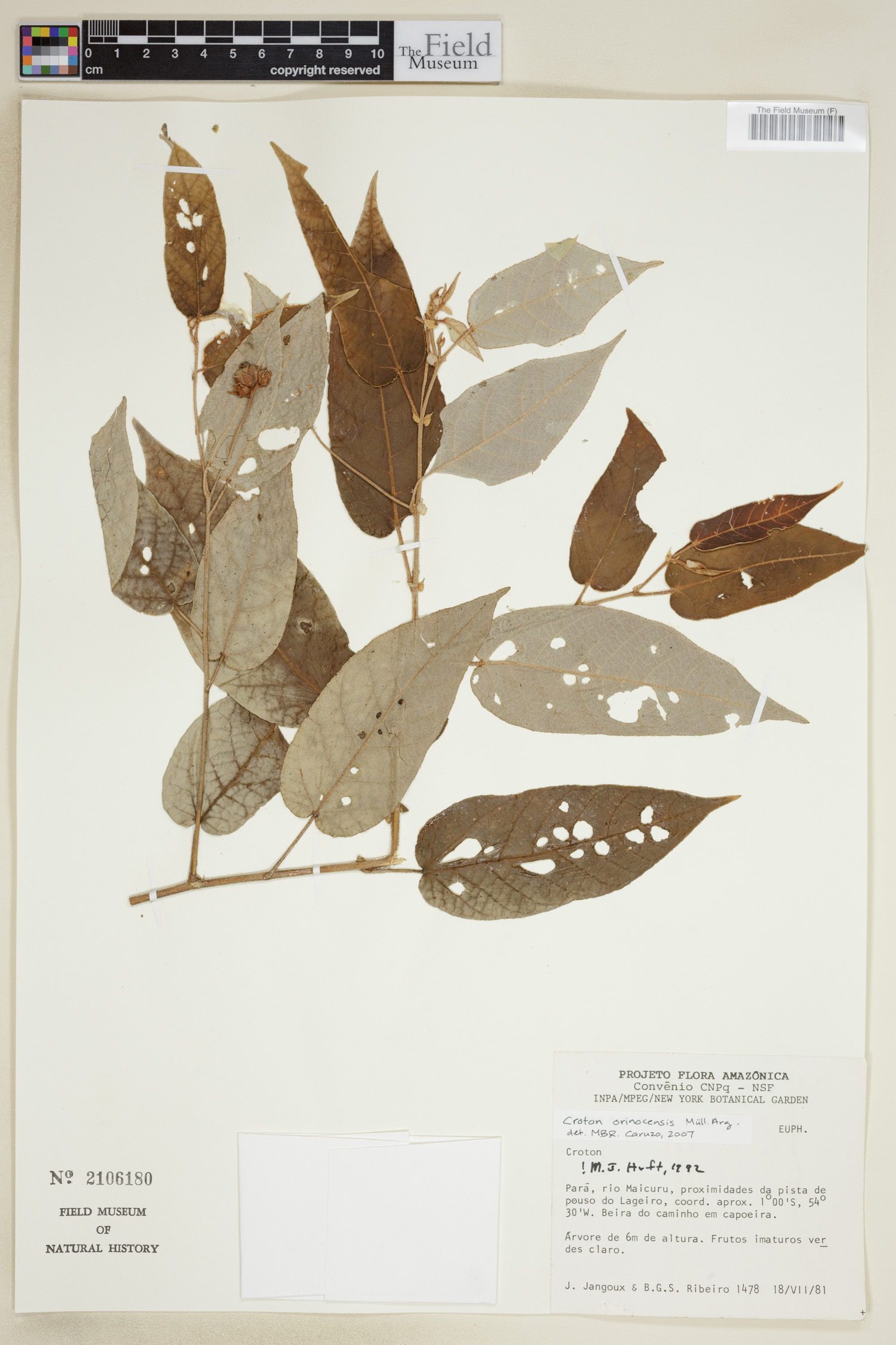 Croton orinocensis image