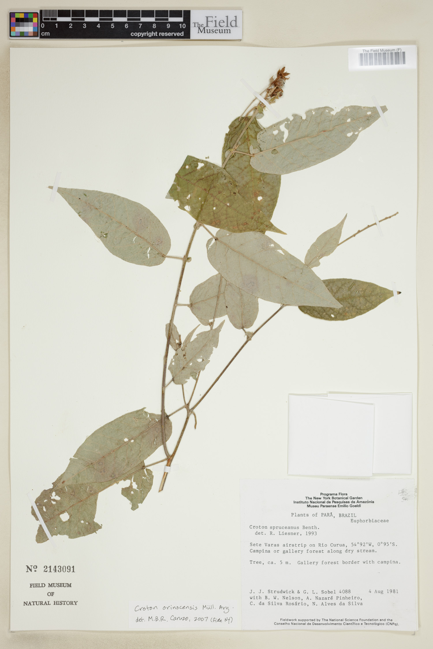 Croton orinocensis image