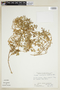Croton ovalifolius image