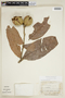Croton pachypodus image