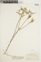 Croton pedicellatus image