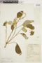 Croton peltophorus image