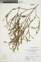 Croton parvifolius image