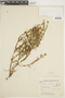 Croton parvifolius image