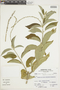 Croton pavonis image
