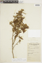 Croton ceanothifolius image