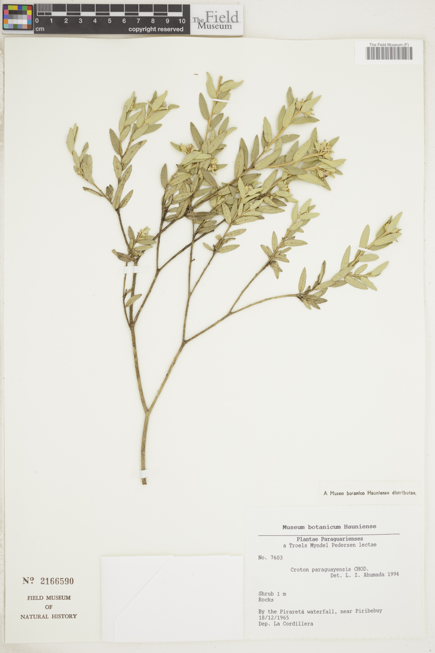 Croton paraguayensis image