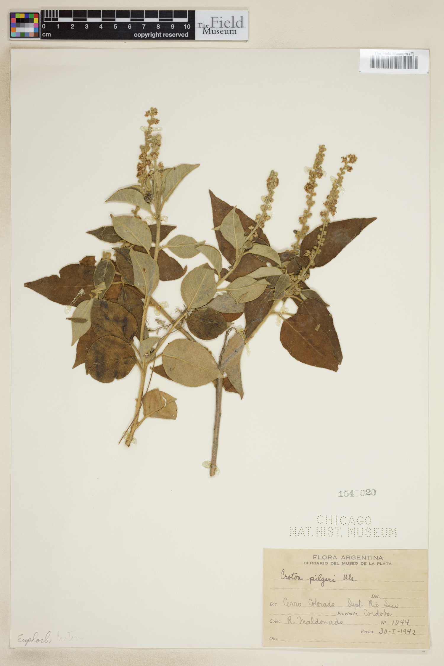 Croton pilgeri image