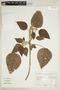 Croton pilulifer image