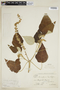 Croton pilulifer image