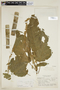 Croton piptocalyx image