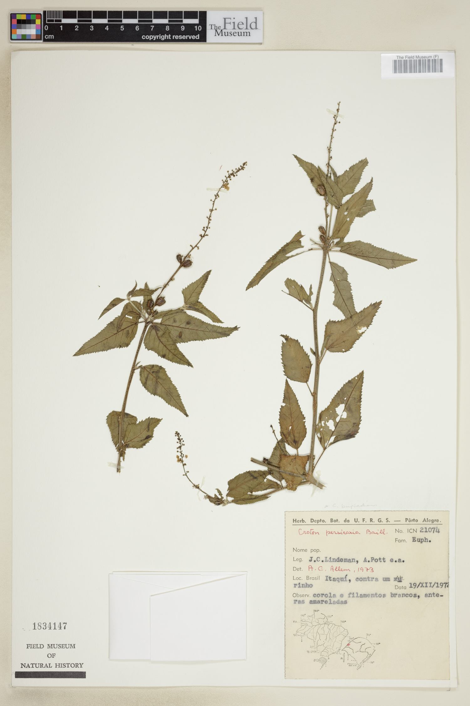 Croton blanchetianus image