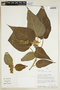 Croton perspeciosus image